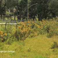 Ulex europaeus L.